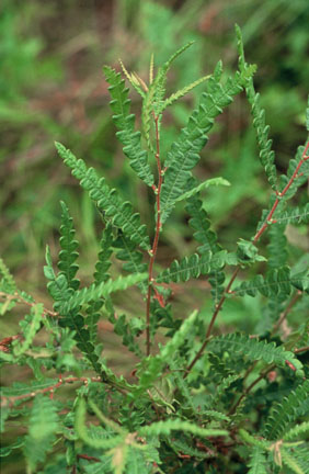 Sweet Fern